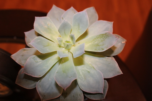 succulent-red-background-small succulent-red-background-small
